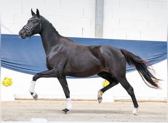 Poni alemán, Yegua, 3 años, 158 cm, Negro