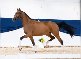 Poni alemán, Yegua, 3 años, 161 cm, Castaño