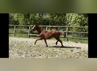 Poni alemán, Yegua, 3 años, Alazán