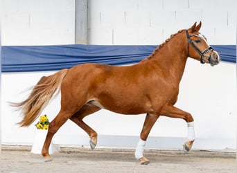 Poni alemán, Yegua, 3 años, Alazán