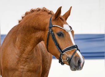 Poni alemán, Yegua, 3 años, Alazán