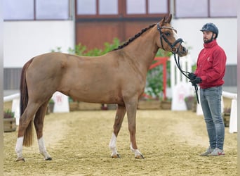 Poni alemán, Yegua, 3 años, Alazán