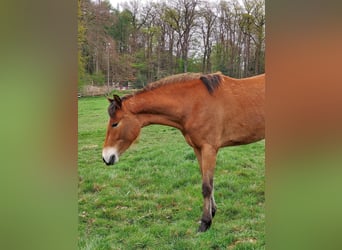 Poni alemán, Yegua, 3 años
