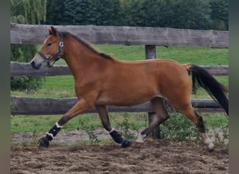 Poni alemán, Yegua, 3 años