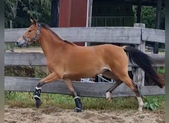 Poni alemán, Yegua, 3 años