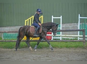 Poni alemán, Yegua, 4 años, 140 cm, Negro