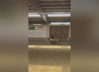 Poni alemán, Yegua, 4 años, 141 cm, Palomino