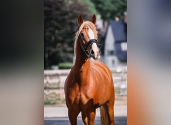Poni alemán, Yegua, 4 años, 142 cm, Alazán