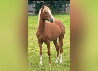 Poni alemán, Yegua, 4 años, 142 cm, Alazán