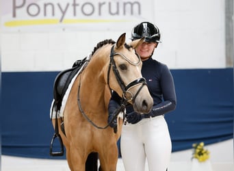 Poni alemán, Yegua, 4 años, 142 cm, Bayo