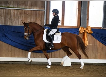 Poni alemán, Yegua, 4 años, 143 cm, Alazán