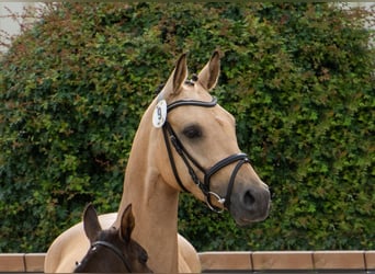 Poni alemán, Yegua, 4 años, 143 cm, Buckskin/Bayo