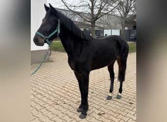 Poni alemán, Yegua, 4 años, 143 cm, Castaño oscuro