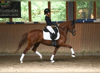 Poni alemán, Yegua, 4 años, 144 cm, Alazán
