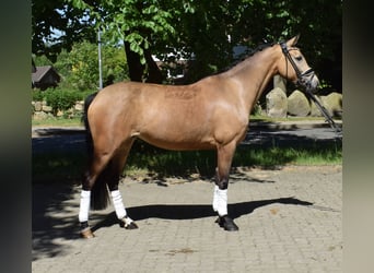 Poni alemán, Yegua, 4 años, 144 cm, Bayo