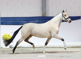 Poni alemán, Yegua, 4 años, 144 cm, Bayo