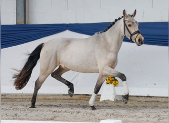 Poni alemán, Yegua, 4 años, 144 cm, Bayo
