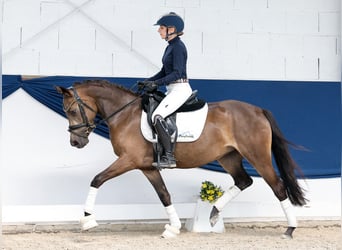 Poni alemán, Yegua, 4 años, 144 cm, Bayo