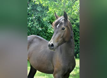 Poni alemán, Yegua, 4 años, 144 cm, Buckskin/Bayo