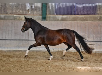 Poni alemán, Yegua, 4 años, 144 cm, Castaño