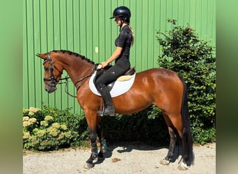 Poni alemán, Yegua, 4 años, 144 cm, Castaño