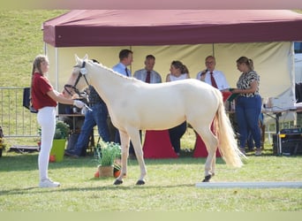 Poni alemán, Yegua, 4 años, 144 cm, Cremello