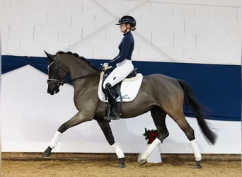 Poni alemán, Yegua, 4 años, 144 cm, Negro