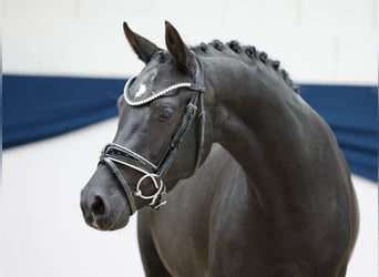Poni alemán, Yegua, 4 años, 144 cm, Negro