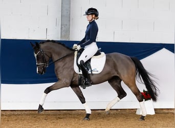 Poni alemán, Yegua, 4 años, 144 cm, Negro