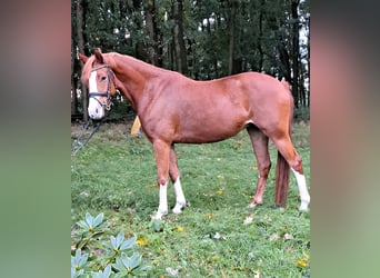 Poni alemán, Yegua, 4 años, 145 cm, Alazán