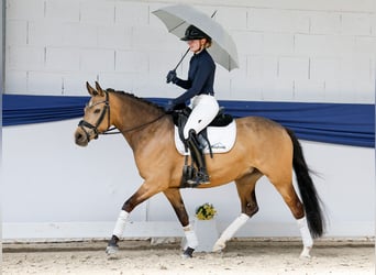 Poni alemán, Yegua, 4 años, 145 cm, Bayo