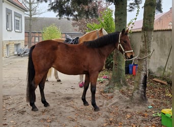 Poni alemán, Yegua, 4 años, 145 cm, Castaño