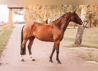 Poni alemán, Yegua, 4 años, 145 cm, Castaño