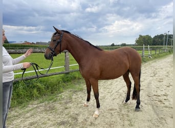 Poni alemán, Yegua, 4 años, 145 cm, Castaño