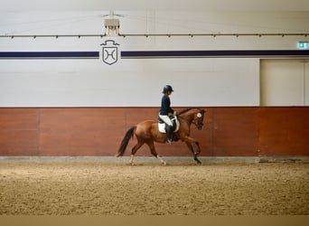 Poni alemán, Yegua, 4 años, 145 cm, Castaño
