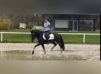 Poni alemán, Yegua, 4 años, 145 cm, Negro