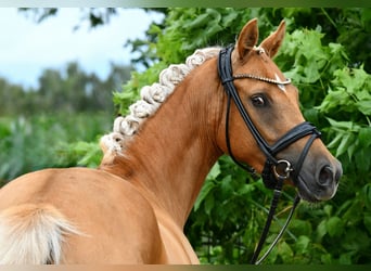 Poni alemán, Yegua, 4 años, 145 cm, Palomino