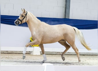 Poni alemán, Yegua, 4 años, 145 cm, Palomino