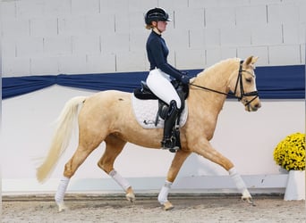 Poni alemán, Yegua, 4 años, 145 cm, Palomino