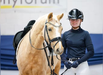 Poni alemán, Yegua, 4 años, 145 cm, Palomino