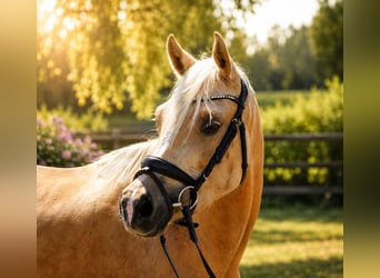 Poni alemán, Yegua, 4 años, 145 cm, Palomino