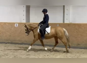Poni alemán, Yegua, 4 años, 145 cm, Palomino