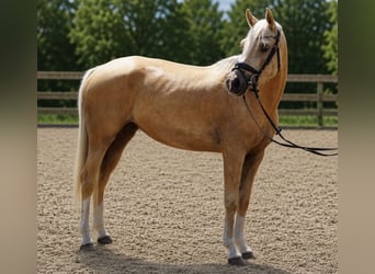 Poni alemán, Yegua, 4 años, 145 cm, Palomino