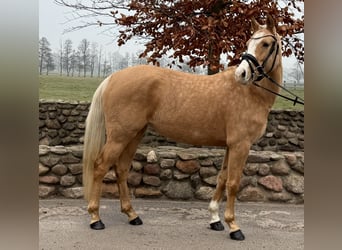 Poni alemán, Yegua, 4 años, 145 cm, Palomino