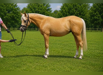 Poni alemán, Yegua, 4 años, 145 cm, Palomino