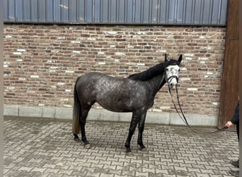 Poni alemán, Yegua, 4 años, 145 cm, Tordo rodado