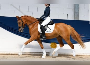 Poni alemán, Yegua, 4 años, 146 cm, Alazán