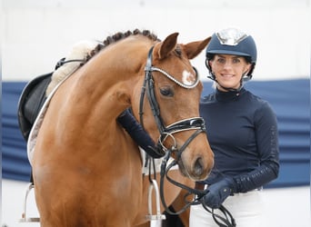 Poni alemán, Yegua, 4 años, 146 cm, Alazán-tostado