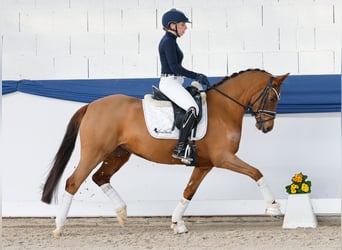 Poni alemán, Yegua, 4 años, 146 cm, Alazán-tostado