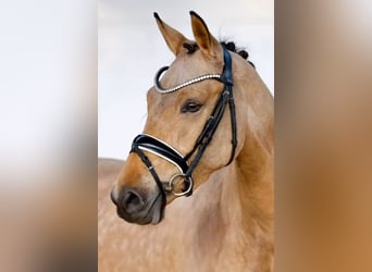 Poni alemán, Yegua, 4 años, 146 cm, Buckskin/Bayo